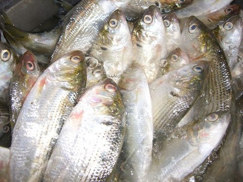 kohada3.jpg